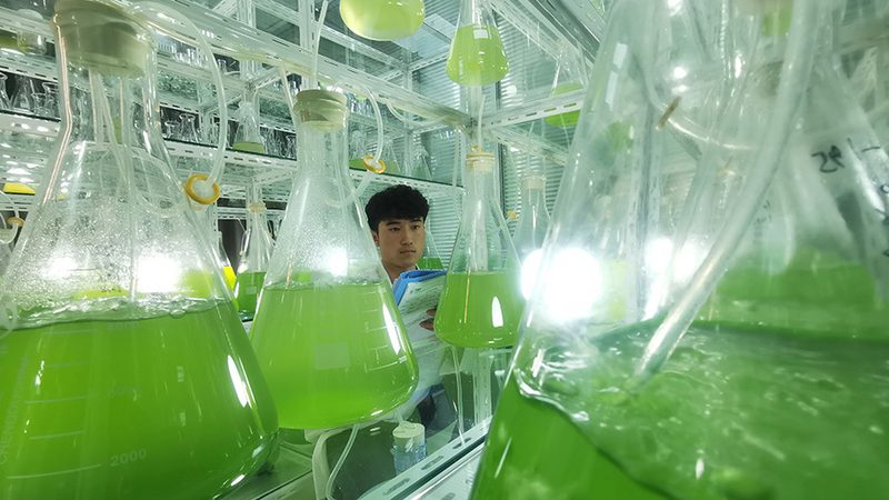 CDMO定制研发失败率：影响因素与应对策略